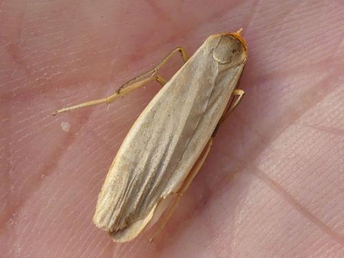 Eilema lurideola